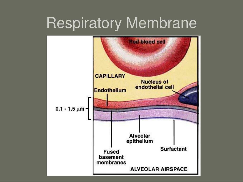 PPT - Respiratory System b PowerPoint Presentation, free download - ID