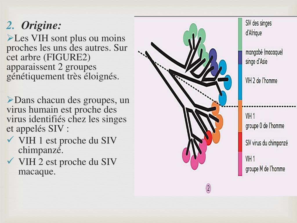 PPT - Virus d’Immunodéficience Humaine PowerPoint Presentation, free ...
