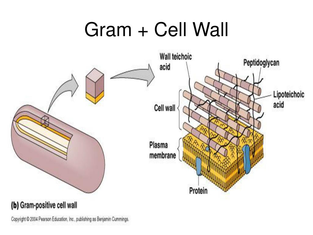 Клеточная стенка. Клеточная стенка у человека. Клеточные стенки Рыжика. Tall Cell ppt.