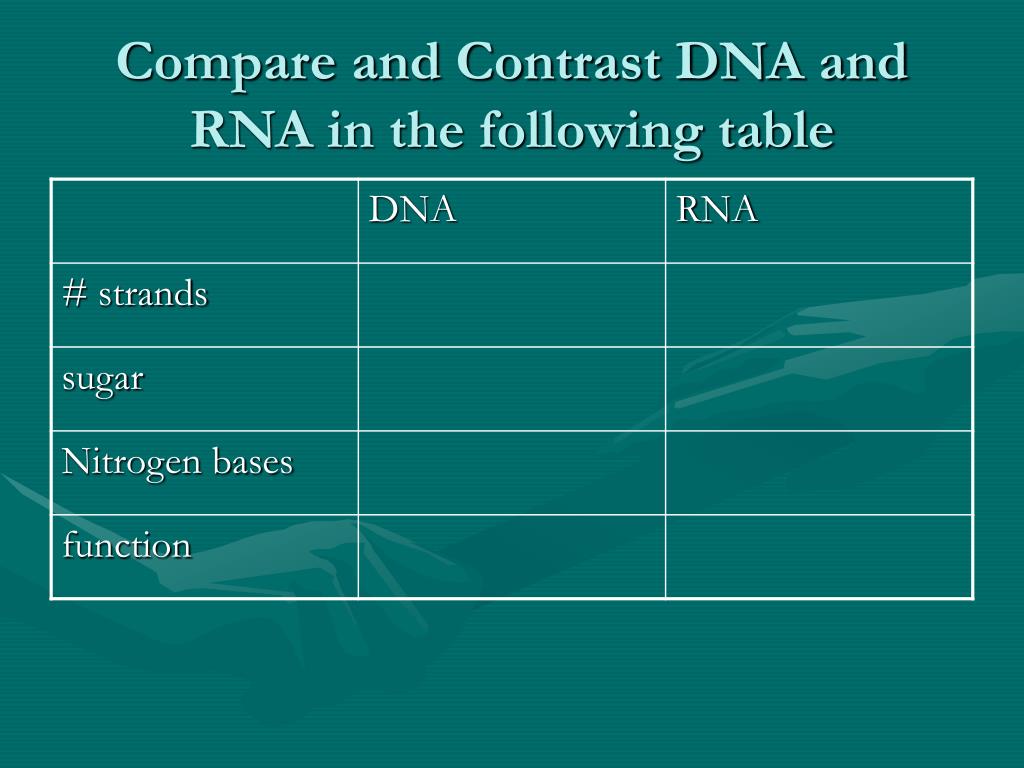Compare And Contrast Dna And Rna Chart