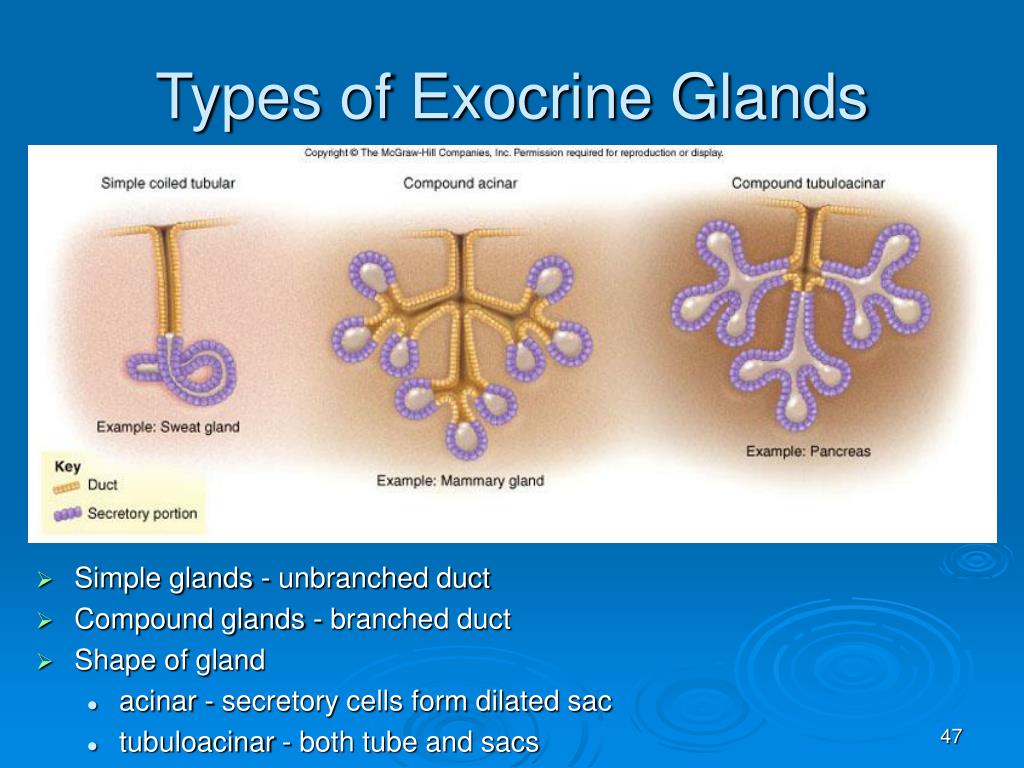6 Types Of Exocrine Glands