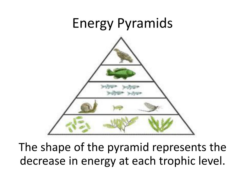 PPT - Make a Flowchart Illustrating Water Traveling in Watershed and ...