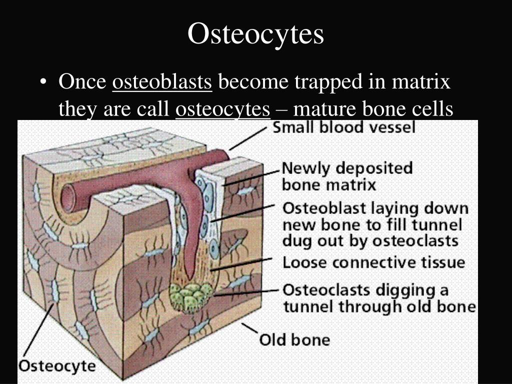 PPT - Skeletal System PowerPoint Presentation, free download - ID:3143616