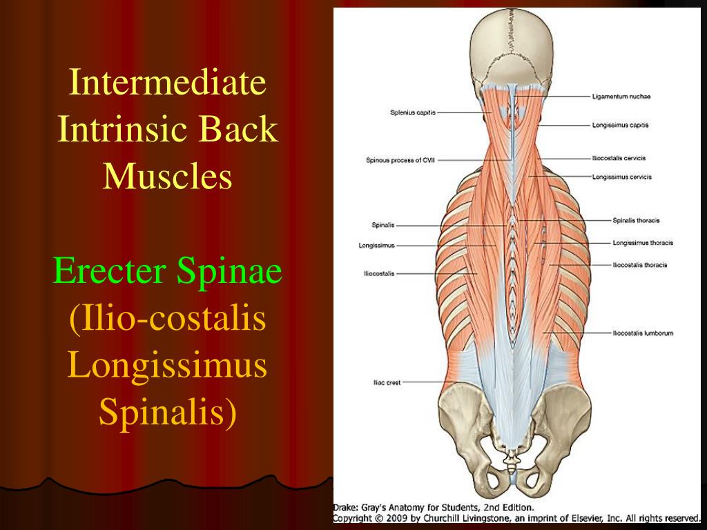Extrinsic Back Muscles Anatomy : Https Encrypted Tbn0 Gstatic Com
