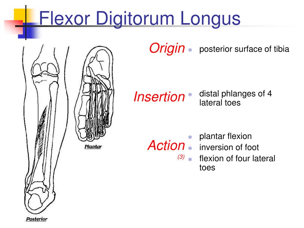 PPT - Musculoskeletal Anatomy Quiz PowerPoint Presentation, free ...