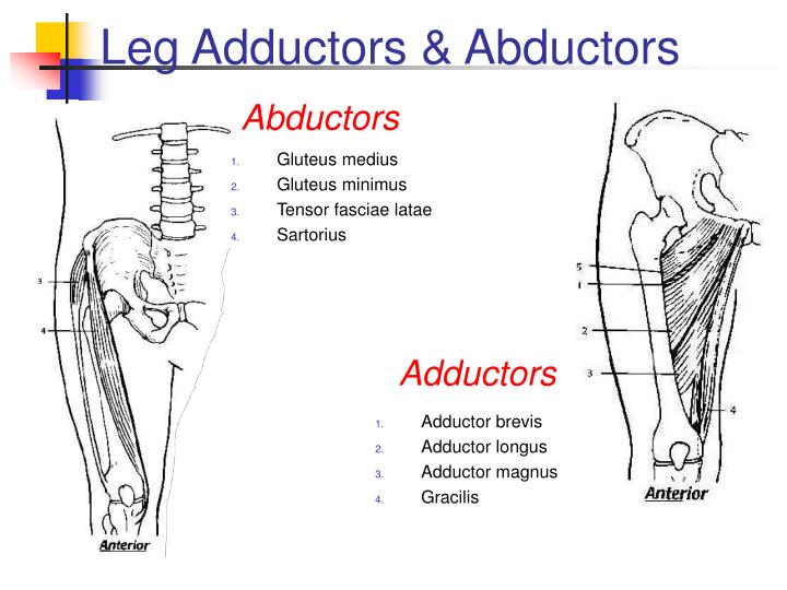 PPT - Musculoskeletal Anatomy Quiz PowerPoint Presentation - ID:3144588