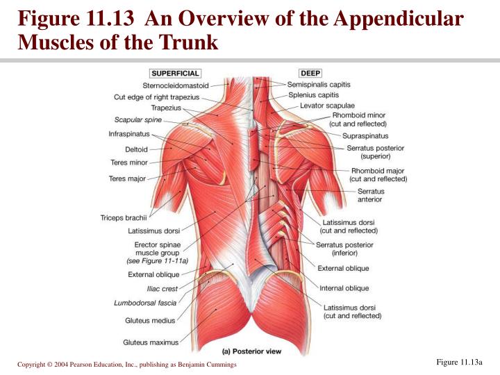 appendicular muscles