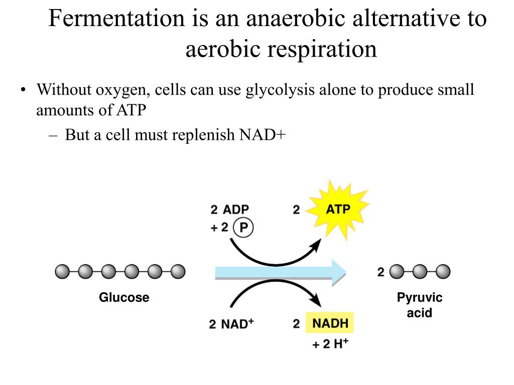 PPT - Fermentation Is An Anaerobic Alternative To Aerobic Respiration L