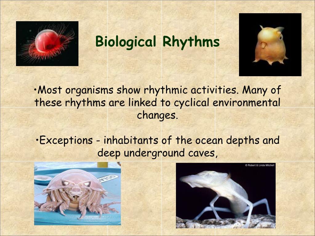 PPT - Biological Rhythms PowerPoint Presentation, free download - ID:3146919