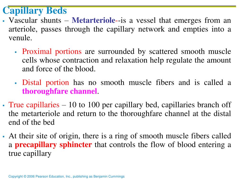 PPT Blood Vessels PowerPoint Presentation, free download ID3147088