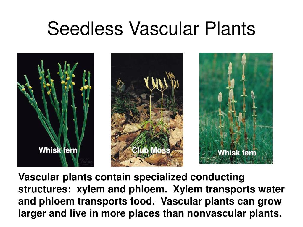 Contain plants. Сосудистые растения примеры. Vascular seedless Plants. Признаки сосудистых растений. Сосудистые растения простыми словами.