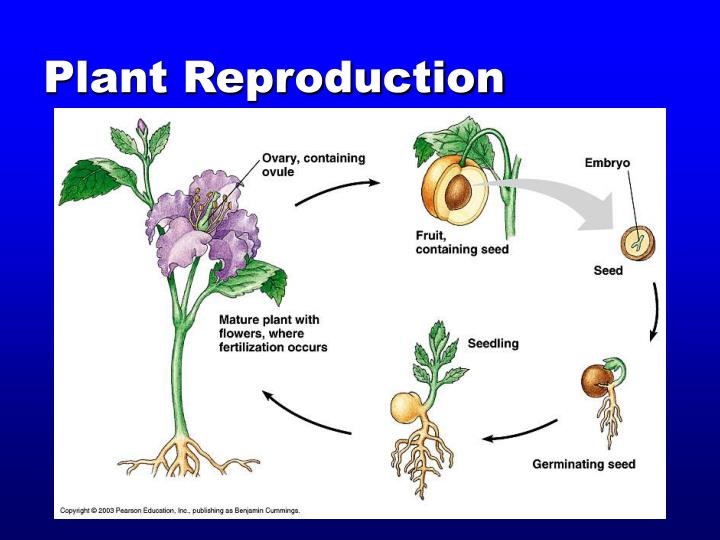Reproduction In Plants 3392