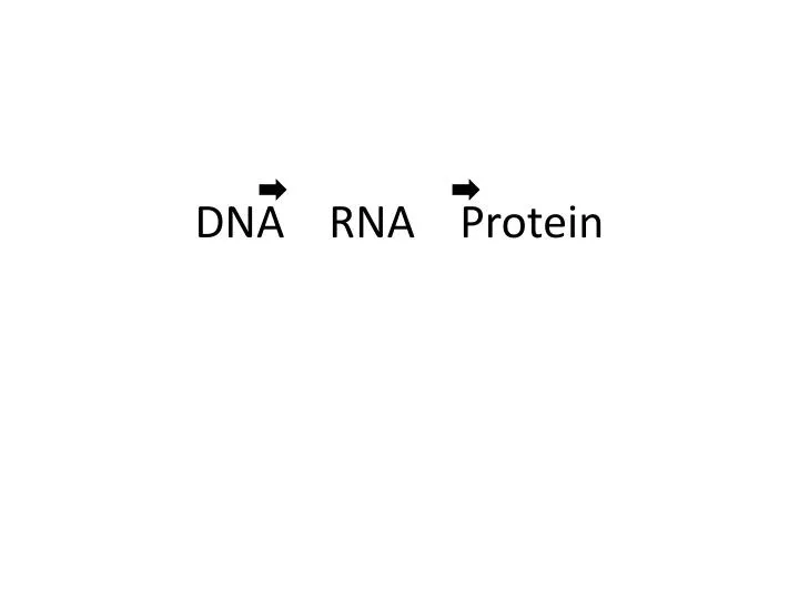 PPT - DNA RNA Protein PowerPoint Presentation, free download - ID:3147664