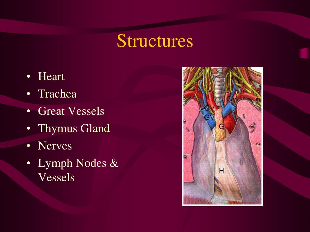 PPT - Gross Anatomy of the Thorax PowerPoint Presentation, free
