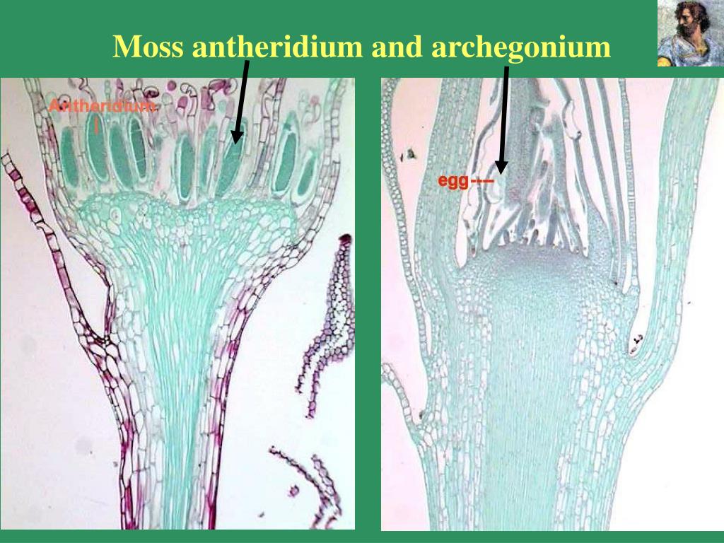 PPT Mosses and Ferns PowerPoint Presentation free download ID:3147846 PPT Mosses and Ferns PowerPoint Presentation free download ID:3147846