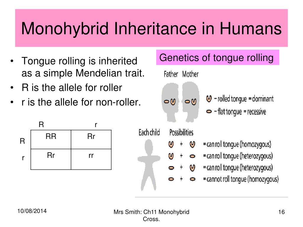 Моногибрид. Monohybrid Cross. Shompanze Rolling tounge. Variation between individuals. Monohybrids.