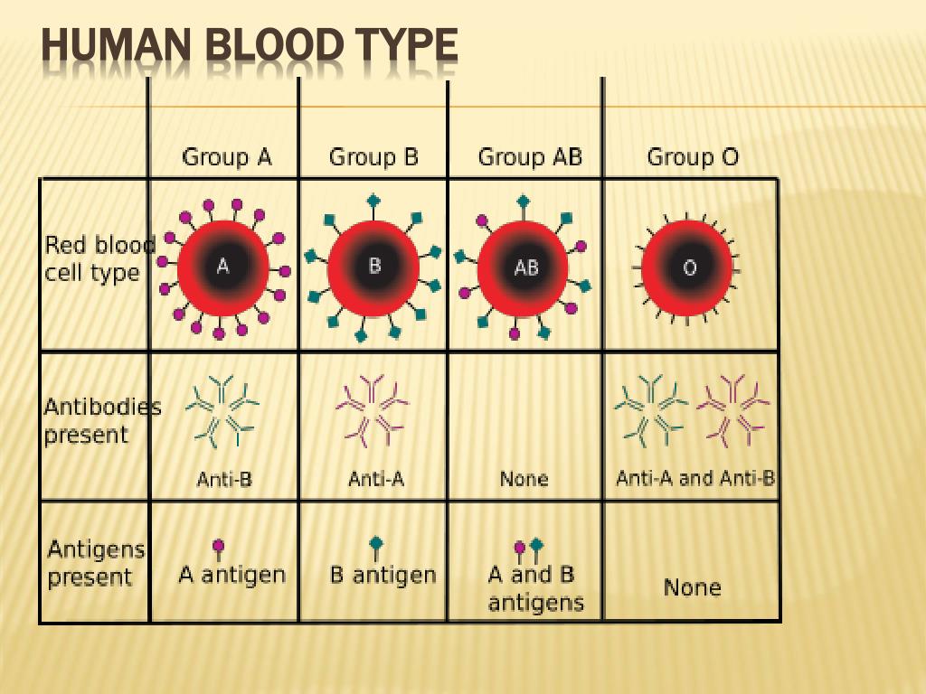 Blood Type Allele Chart Blood Type Allele Chart