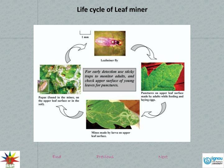 PPT - Identification, Symptoms and nature of damage: Leaf miner ...