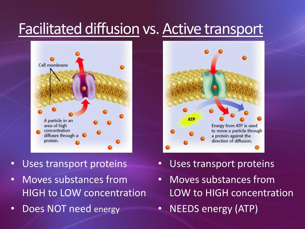 PPT Cell Transport PowerPoint Presentation ID3149457