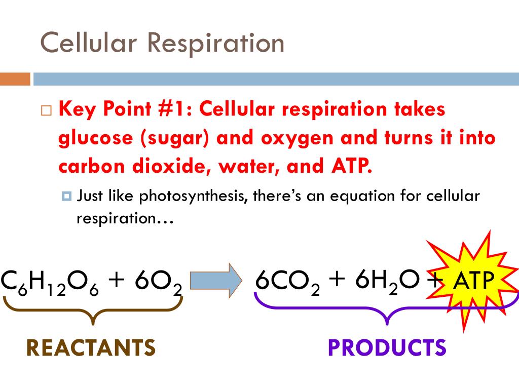 What Are The Reactants In The Equation For Cellular