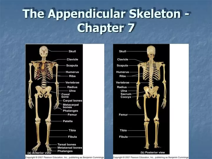 PPT The Appendicular Skeleton Chapter 7 PowerPoint