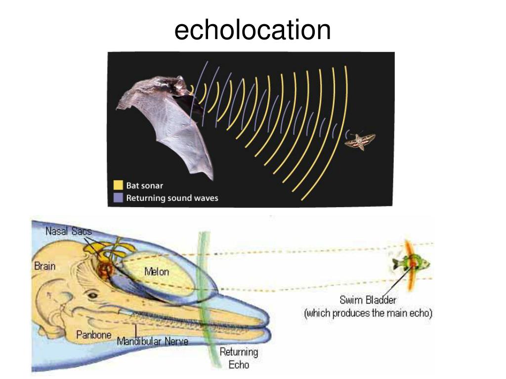 sound travel echolocation