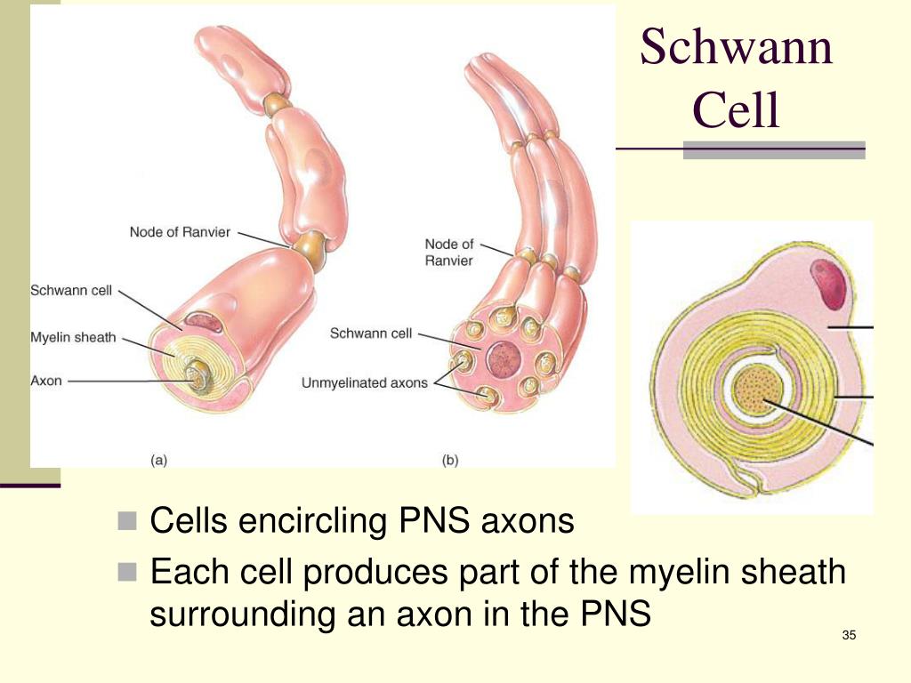 Each cell. Клетки Шванна. Миелин. Schwann Cells Histology. Neurilemma.
