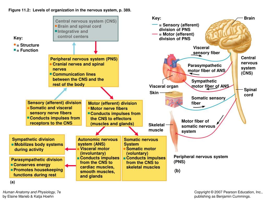 PPT - Chapter 11: Nervous System Basics and Nervous System Tissues ...