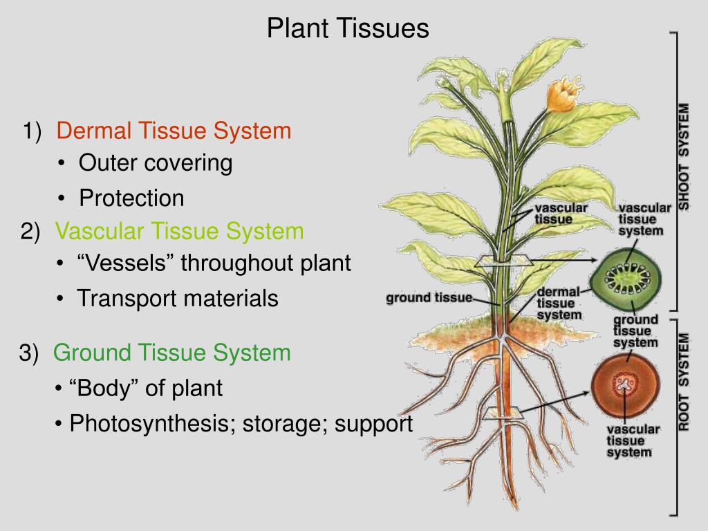 Plant tissues. Plant Integumentary Tissues. Plant Tissue structure. Plant Tissue ppt.