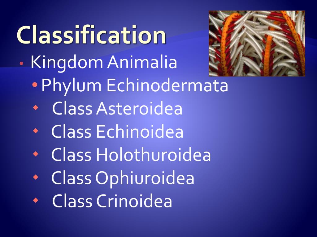 PPT - Phylum Echinodermata PowerPoint Presentation, free download - ID ...