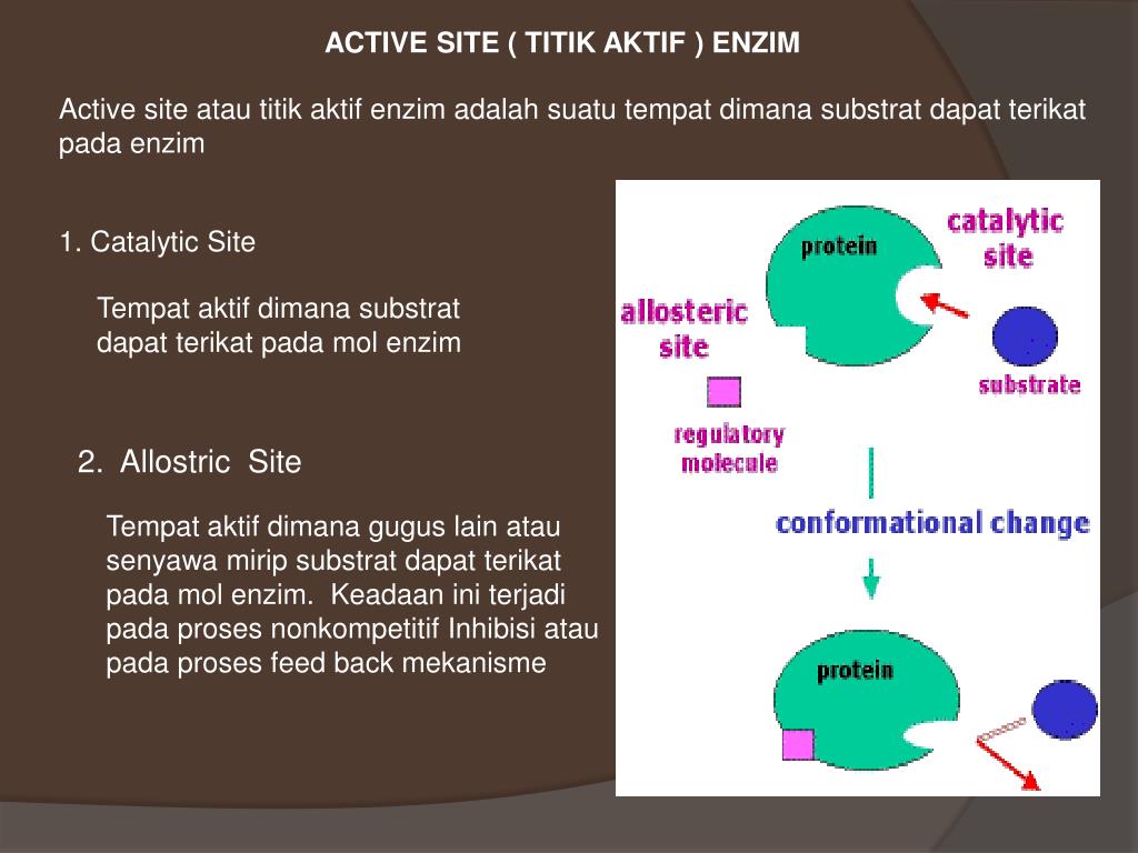 Action site. Catalytic site Atlas. Active site. Enzim u pankreasu. Kirkland enzim.