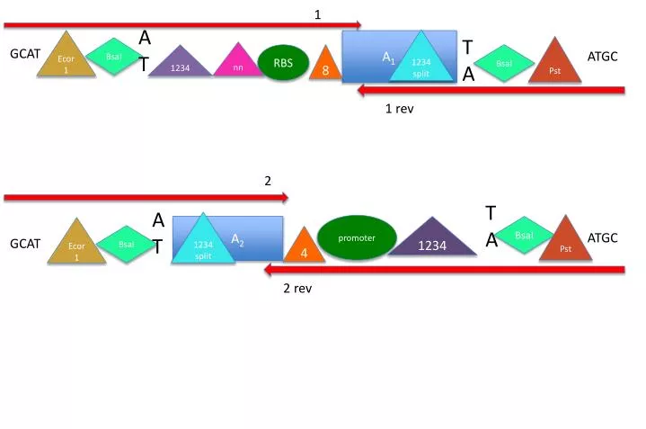 PPT - A 2 PowerPoint Presentation, free download - ID:3154317