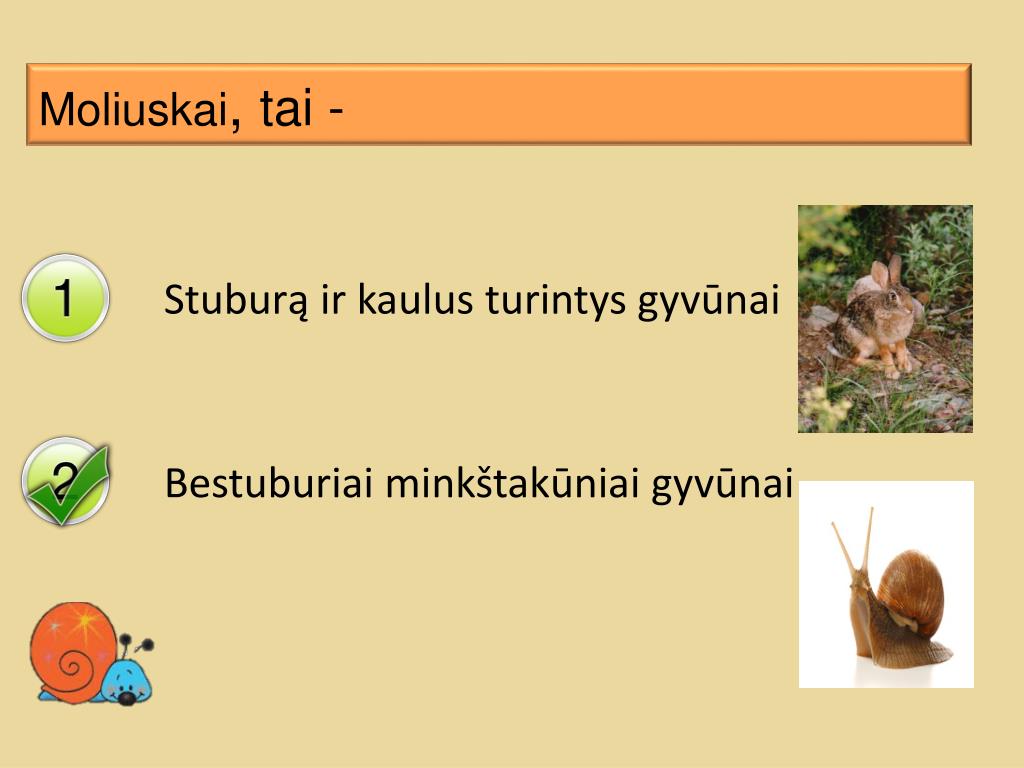 PPT - Moliuskai PowerPoint Presentation, free download - ID:3154992