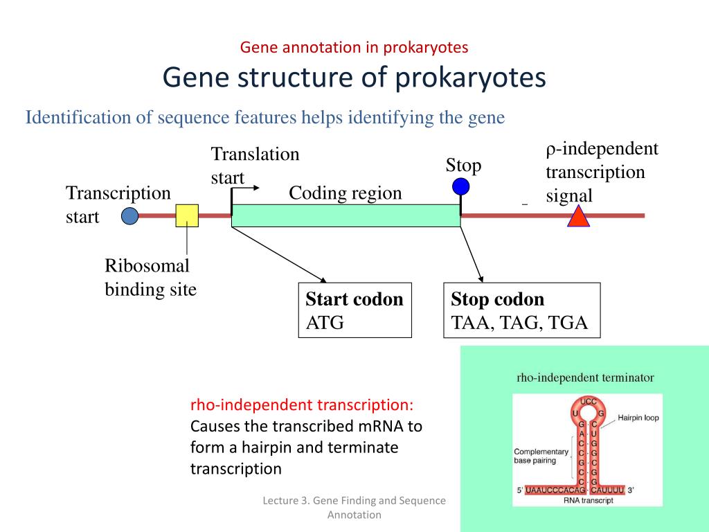 what is gene annotation