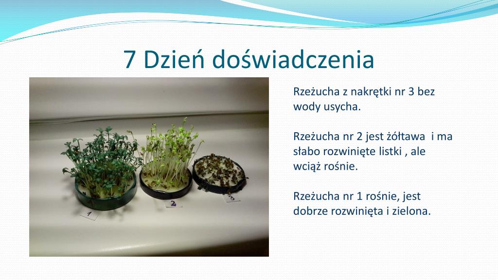 Doświadczenie Z Rzeżuchą Klasa 5 PPT - Doświadczenie z rzeżuchą PowerPoint Presentation, free download