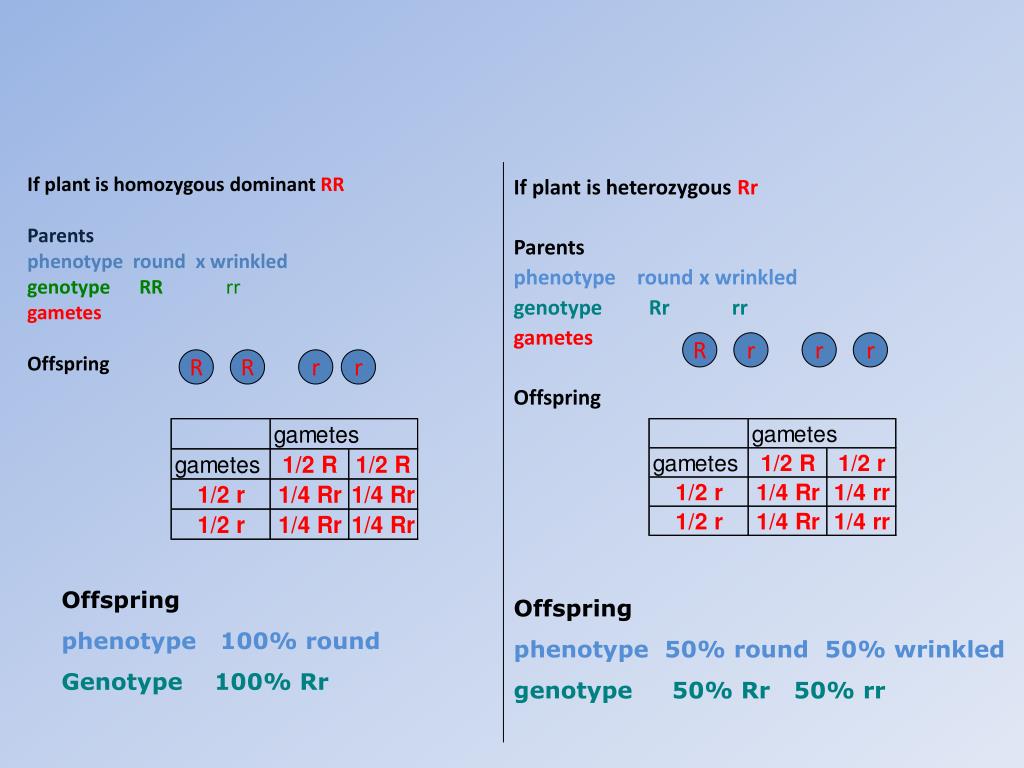 PPT - Pendugaan rasio genotipe dan fenotipe , polihibrid , uji X 2 ...