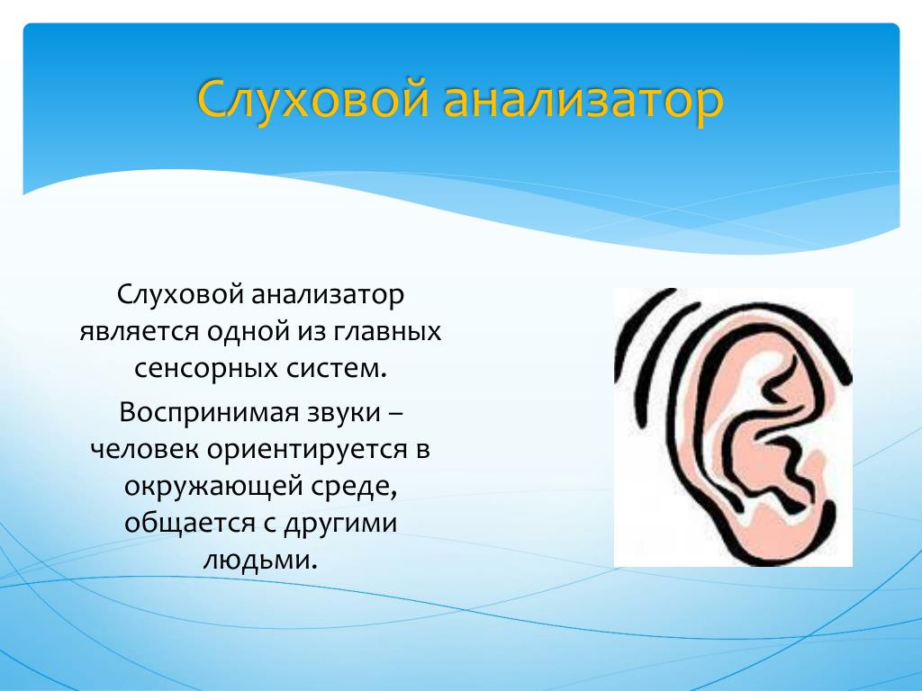 Слуховая система восприятия. Слуховой анализатор. Слуховой аппарат человека. Слуховой анализатор человека. Схема анализатора слуха.