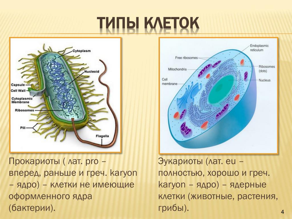 Прокариоты ответ 3. Типы клеток строение. Строение клетки прокариот и эукариот. Строение клетки типы клеток. Типы животных клеток.