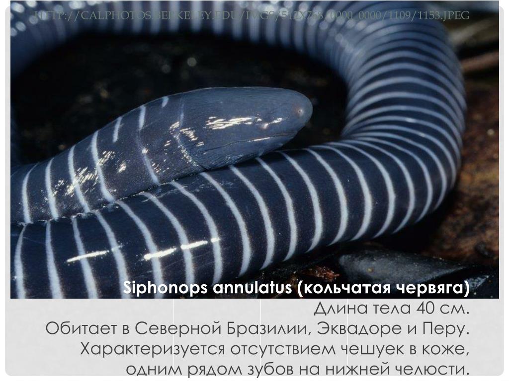 Червяга. Кольчатая червяга. Цецилия червяга. Короткоголовые червяги. Африканская червяга.