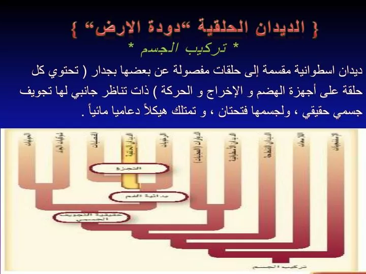 Ppt الديدان الحلقية دودة الارض Powerpoint Presentation Id 3165172