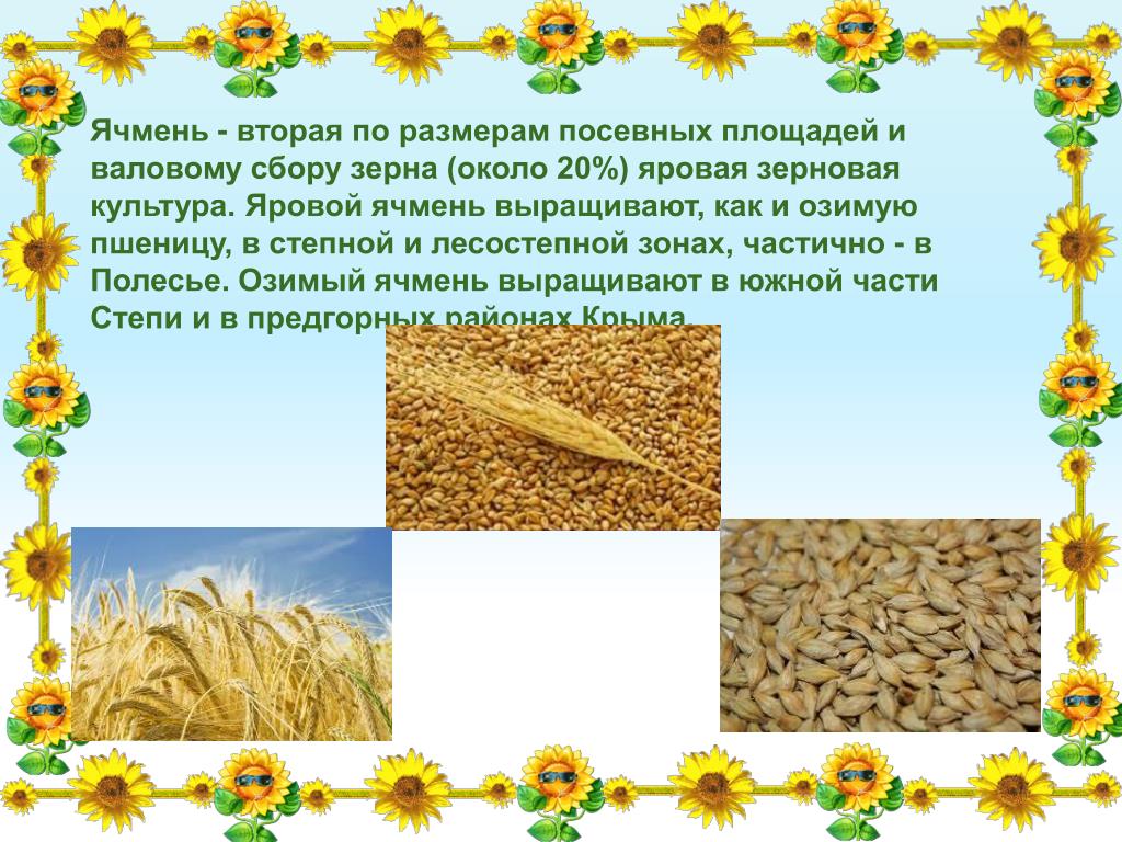 Какие зерновые культуры выращивали в россии. Ячмень. Районы возделывания ячменя. Природные условия возделывания ячменя. Где выращивается ячмень в России.
