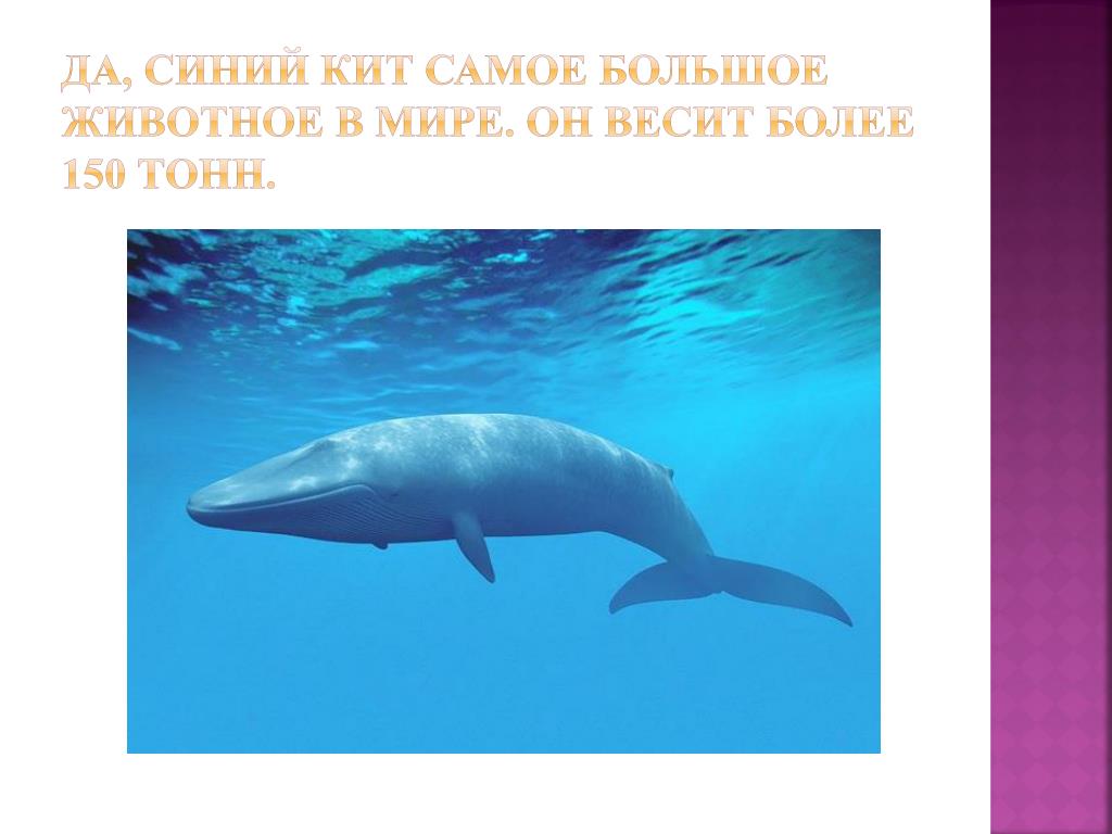 Синий кит ≈ 150 тонн. Синий кит самое большое животное в мире. Синий кит вес. Вес кита. Масса синего кита достигает