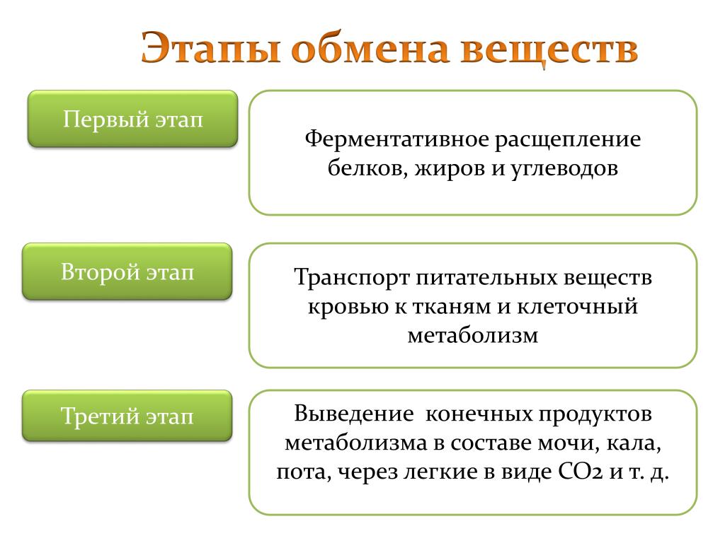 3 последовательных этапа 1. Назовите основные этапы обмена веществ.. 3 Стадии обмена веществ. 2. Основные этапы обмена веществ в организме. Каковы этапы обмена веществ.