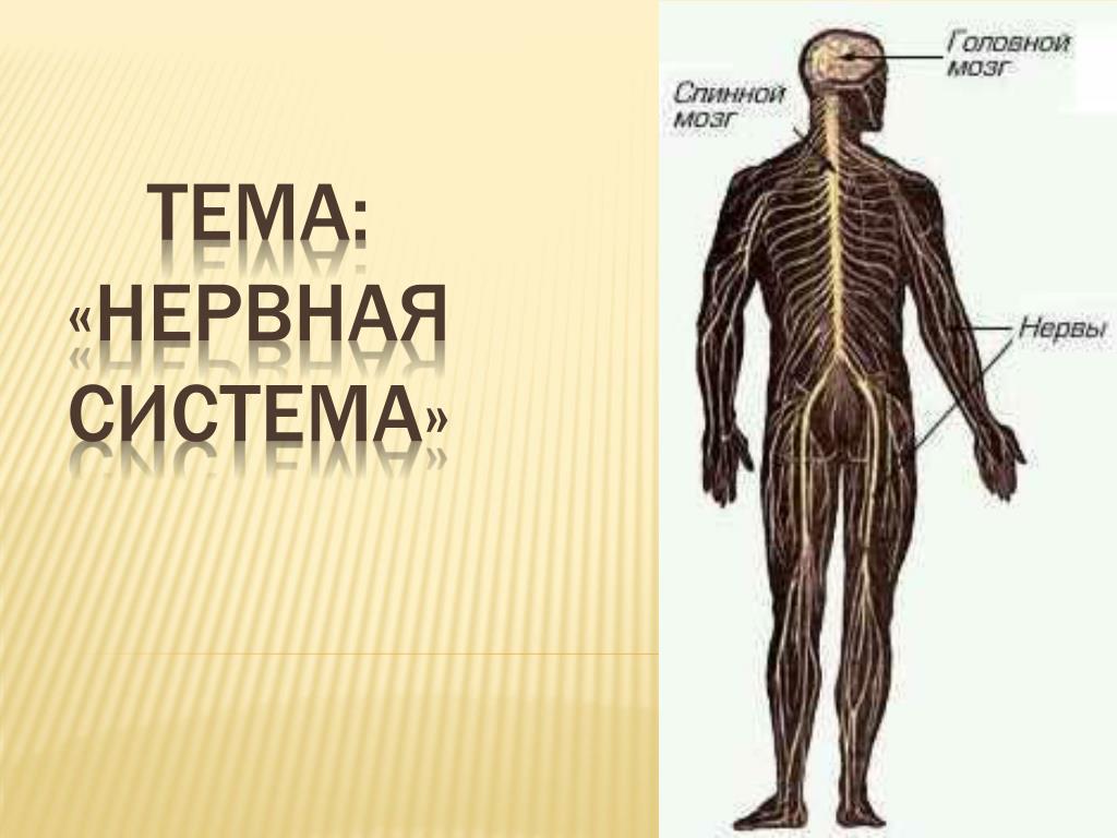 Изображение нервной системы