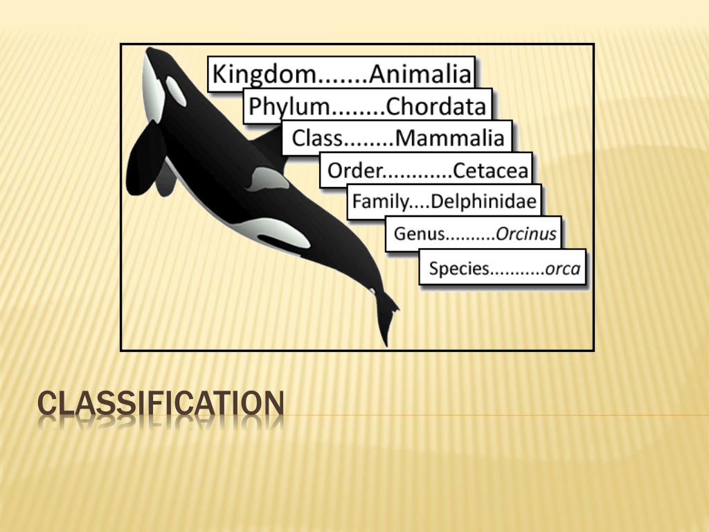 PPT - Classification PowerPoint Presentation, free download - ID:3171393 PPT - Classification PowerPoint Presentation, free download - ID:3171393