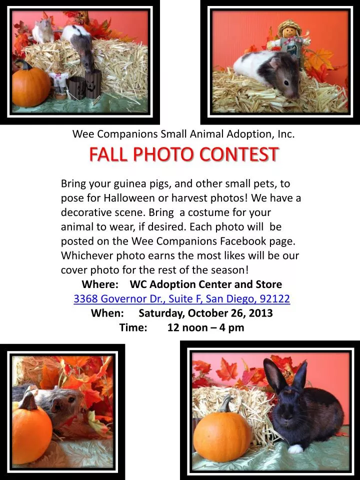 PPT Wee Companions Small Animal Adoption, Inc. FALL PHOTO CONTEST