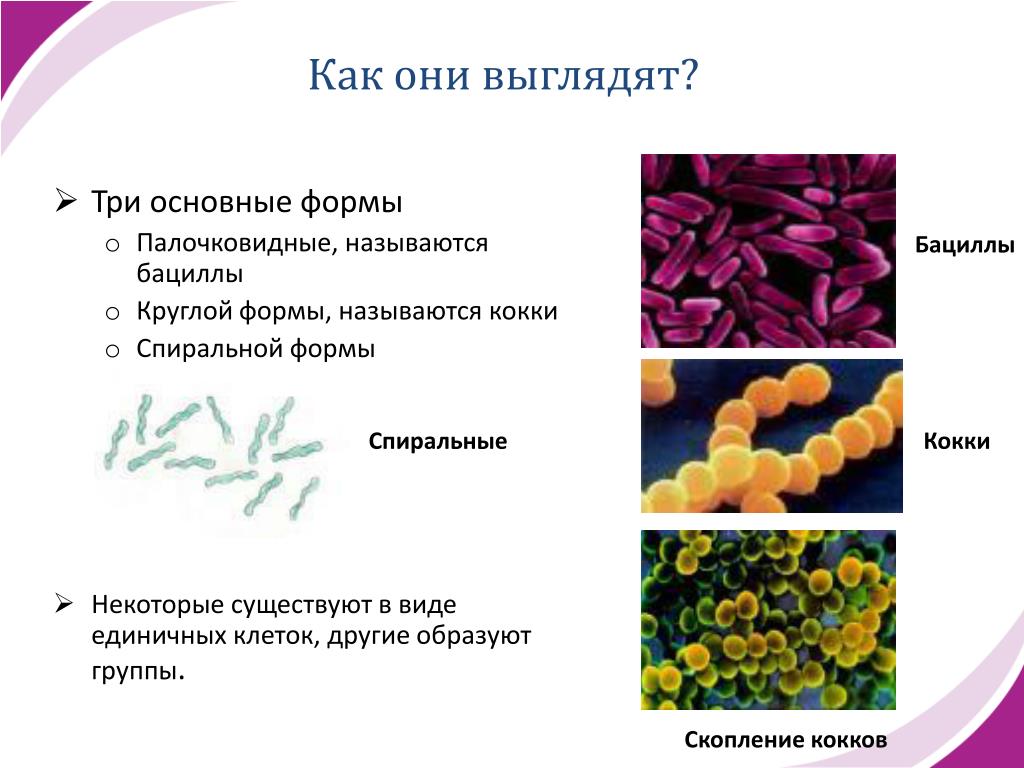 Бактерии округлой формы. Кокки палочковидные и бациллы. Палочковидными (бациллы, клостридии). Палочковидные бактерии кокки. Палочковидные бактерии называются.