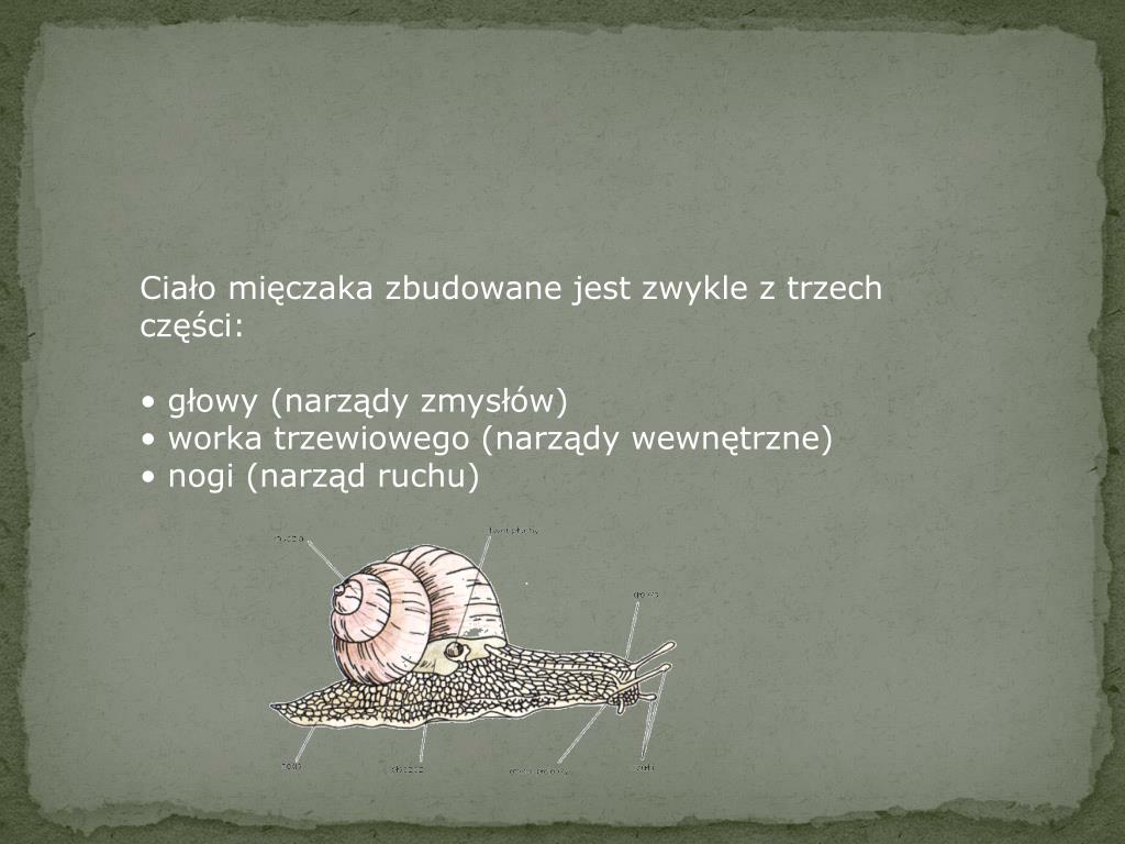 Mięczaki Zwierzęta O Miękkim Ciele Okrytym Muszlą PPT - Mięczaki PowerPoint Presentation, free download - ID:3177632