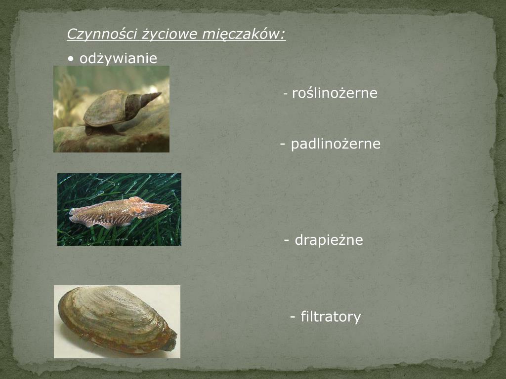 Mięczaki Zwierzęta O Miękkim Ciele Okrytym Muszlą PPT - Mięczaki PowerPoint Presentation, free download - ID:3177632