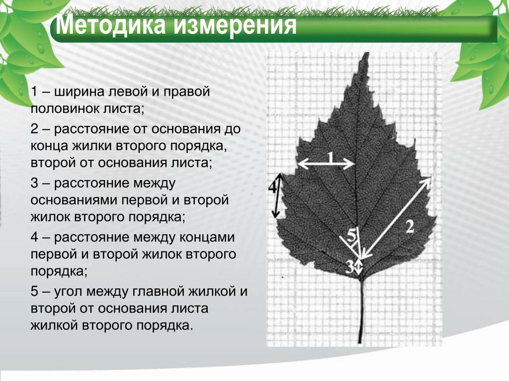 Береза повислая асимметрия